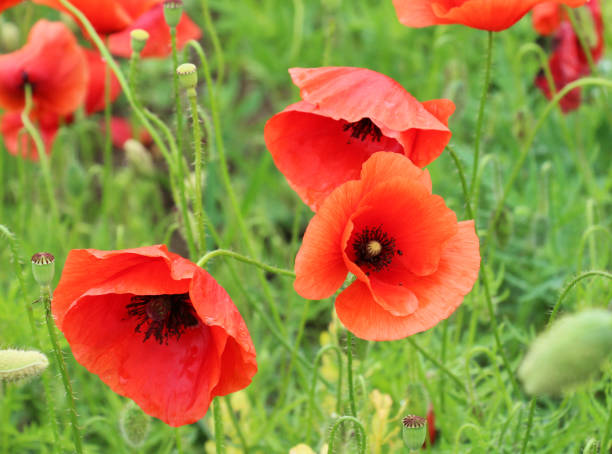 istock Flowering wild poppy (Papaver rhoeas) 1605595651