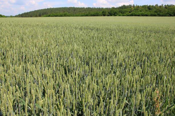 en el campo cultivando trigo verde de invierno - wheat winter wheat cereal plant spiked fotografías e imágenes de stock