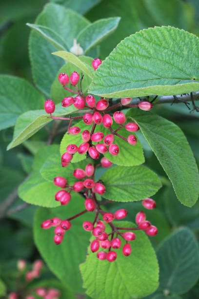 istock Berries ripen on viburnum whole-leaved (Viburnum lantana) 1605598093
