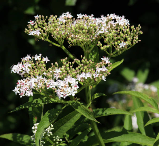 istock In nature, elderberry herbaceous (Sambucus ebulus) blooms 1605598318