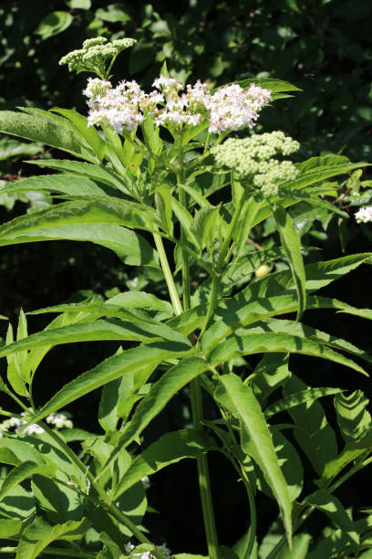 istock In nature, elderberry herbaceous (Sambucus ebulus) blooms 1605598325
