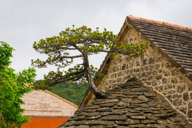 Brac Bonsai Tree in Nerezisca, Croatia The Brac Bonsai Tree, a Dalmatian black pine growing out of the roof of the historic Church of Saints Michael, Peter and Paul in Nerezisca, Brac Island, Croatia old catholic church on island brac croatia stock pictures, royalty-free photos & images