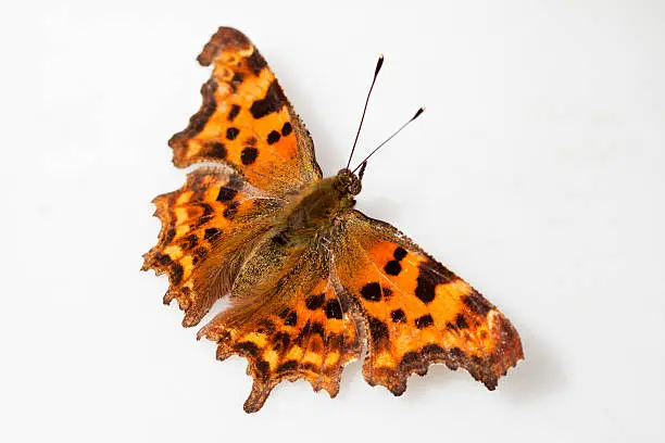 close-up of a comma butterfly against a white background - for more butterflies  click here 