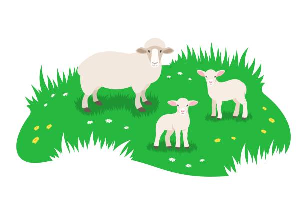 Sheep and little lambs grazing in green meadow vector art illustration