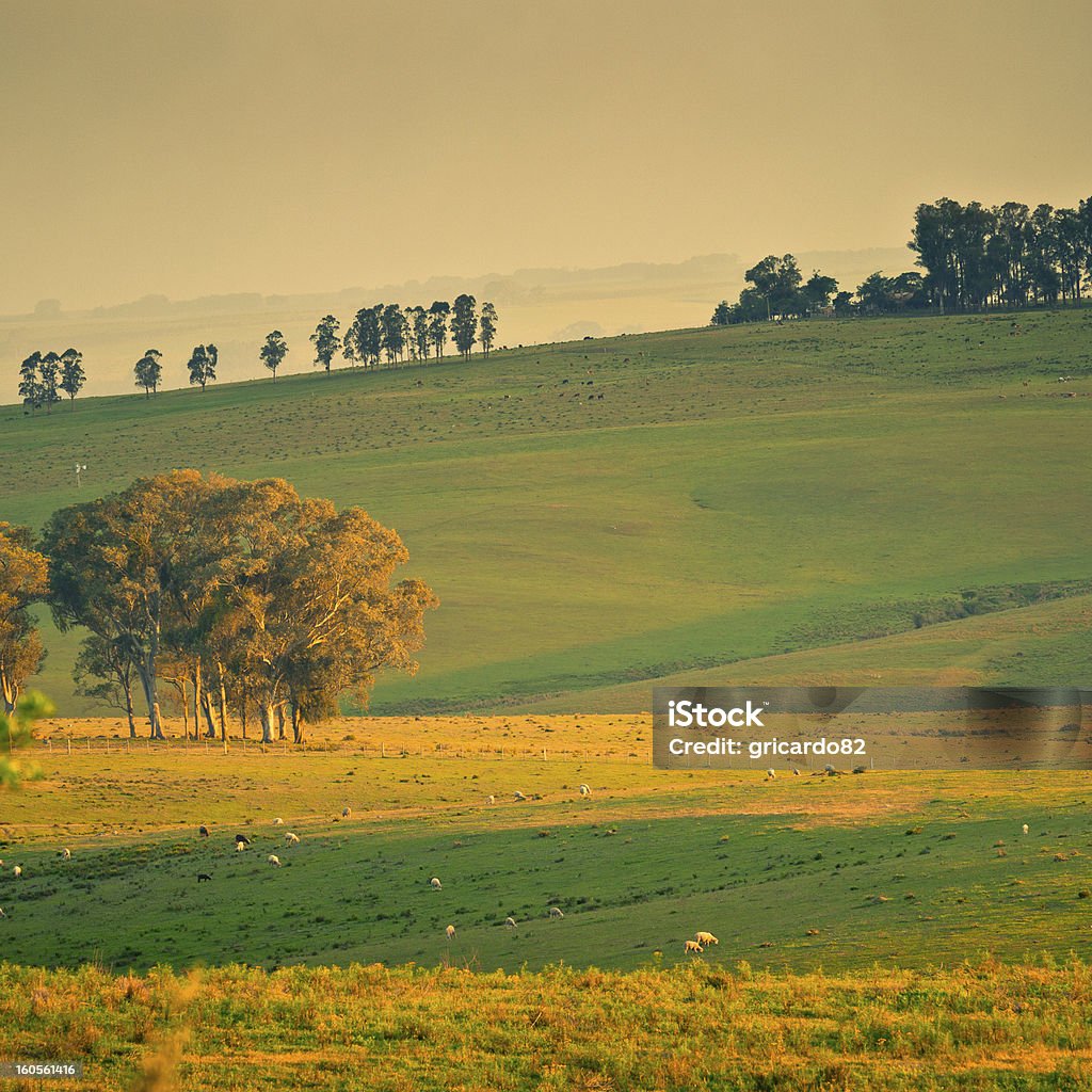 Pecore in un campo al tramonto. - Foto stock royalty-free di Agricoltura