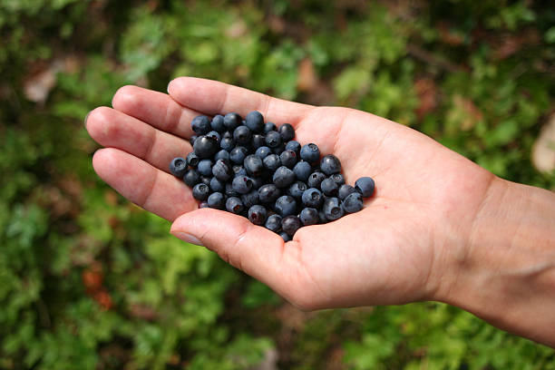 blueberries stock photo