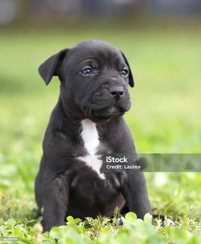 American Staffordshire terrier cachorrinho - Royalty-free Vertical Foto de stock