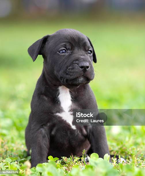 American Staffordshire Terrier Cachorrinho - Fotografias de stock e mais imagens de Vertical - Vertical, American Staffordshire Terrier, Animal