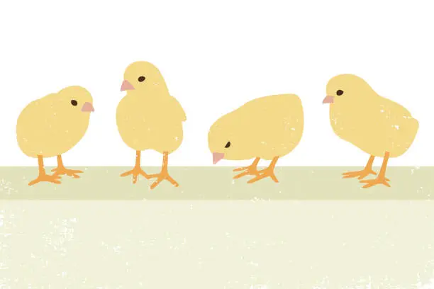 Vector illustration of Texture Chicks