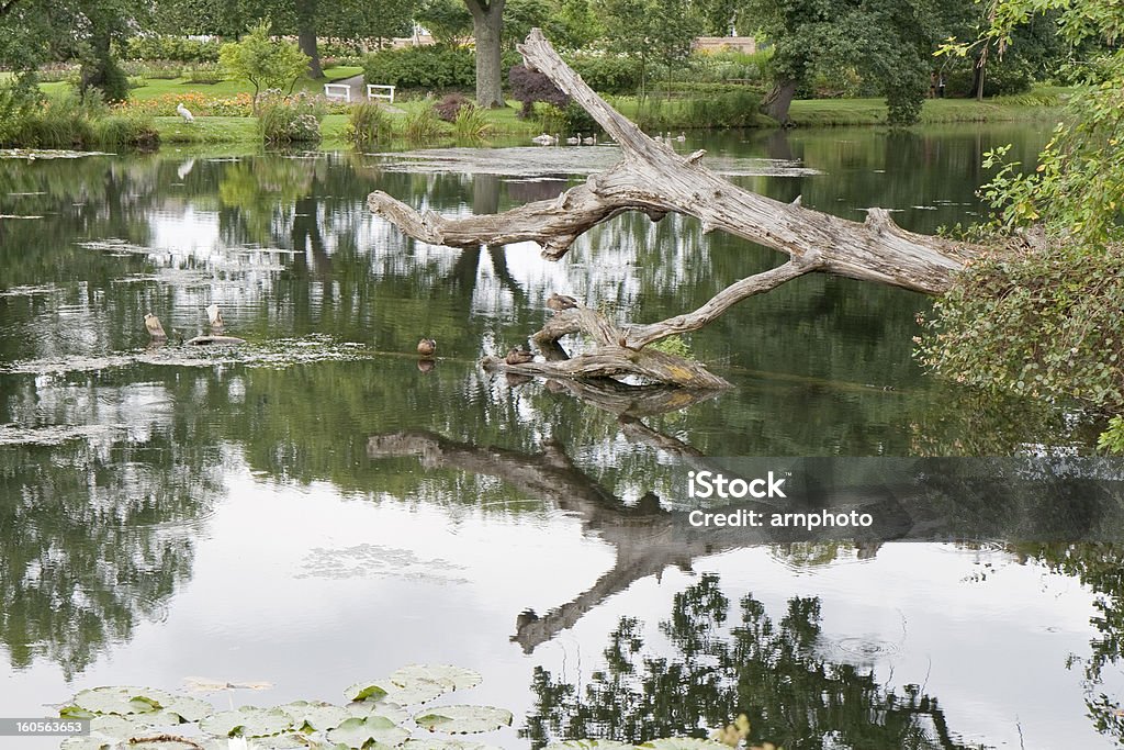 Уток на Мертвое дерево в Озеро - Стоковые фото Без людей роялти-фри