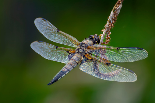 Close up of a Dragonfly perched on a twig with its wings spread out