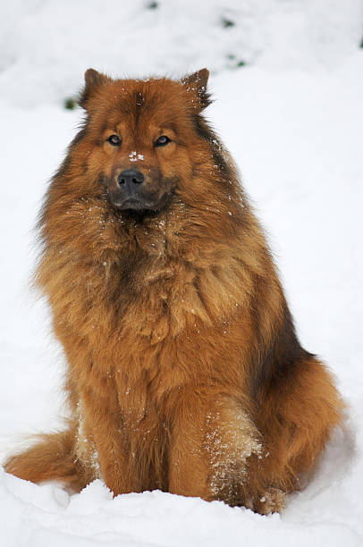 istock dog sitting in the snow 160564384