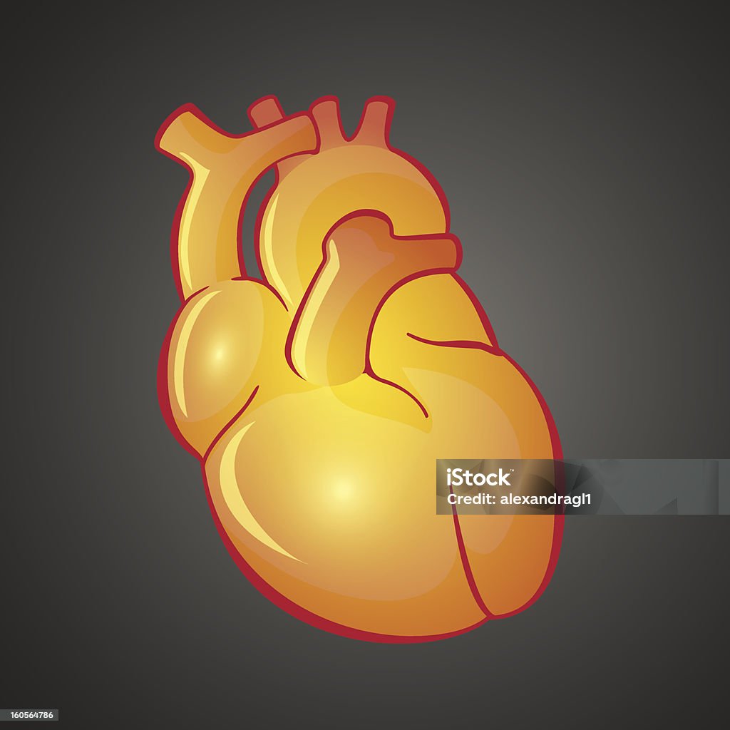 Изображение иллюстрация сердца - Векторная графика Анатомия роялти-фри