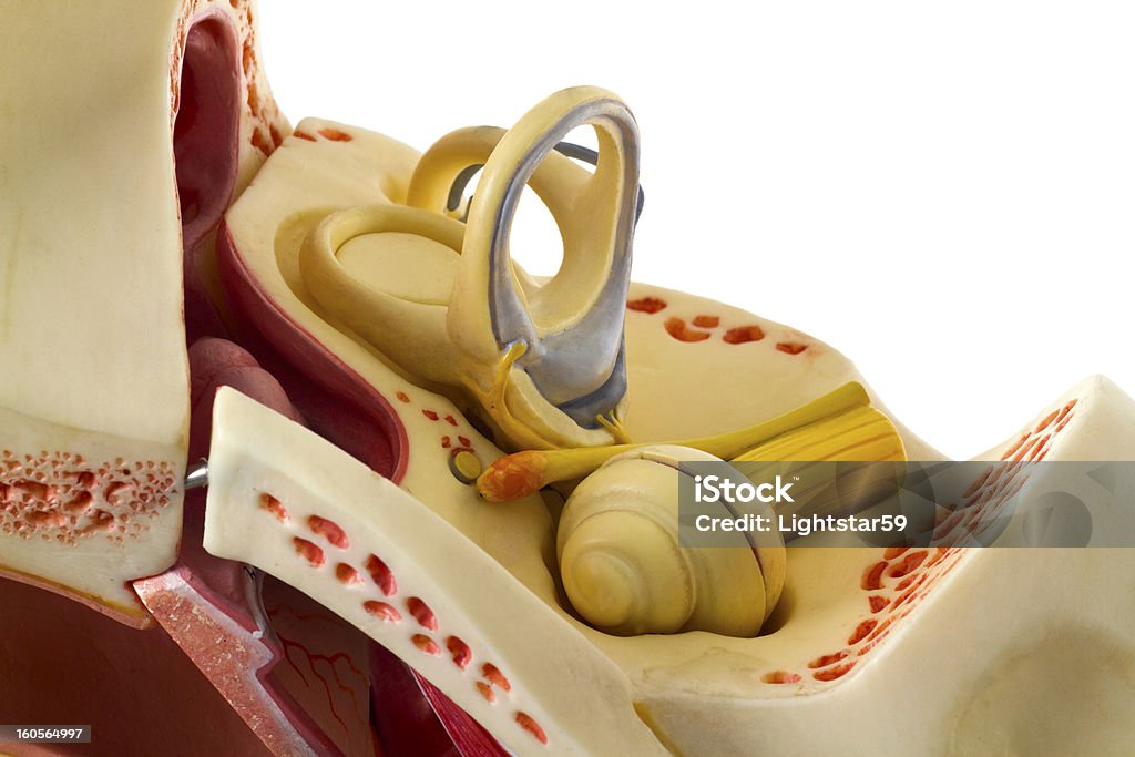 Oreille Anatomie - Photo de Cochlée libre de droits