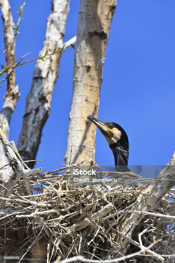 Cormorão (phalacrocorax carbo) no ninho - Foto de stock de Animal royalty-free