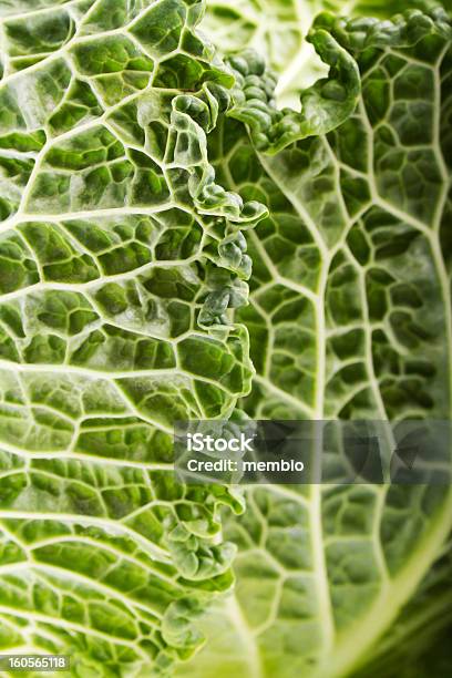 Frische Savoy Cabbage Stockfoto und mehr Bilder von Bildhintergrund - Bildhintergrund, Blatt - Pflanzenbestandteile, Fotografie