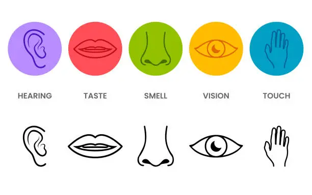 Vector illustration of Icon of the five senses.