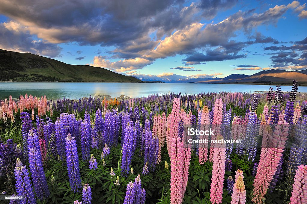 Lupines on the shore of Lake Tekapo Lake Tekapo is one of the main tourist attraction in New Zealand. Only in summer, there are heaps of lupines growing wild by the lakeside. New Zealand Stock Photo