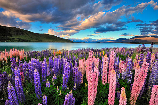 Lupines on the shore of Lake Tekapo Lake Tekapo is one of the main tourist attraction in New Zealand. Only in summer, there are heaps of lupines growing wild by the lakeside. lupine flower photos stock pictures, royalty-free photos & images