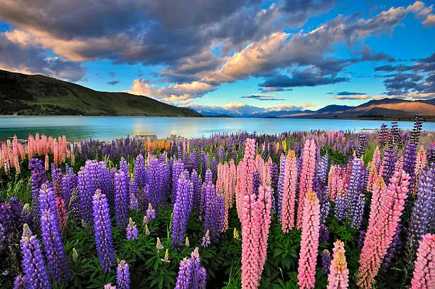 Lake Tekapo is one of the main tourist attraction in New Zealand. Only in summer, there are heaps of lupines growing wild by the lakeside.