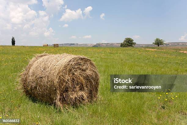 Campo De Diente De León Flores Bales Y En El Sur De África Foto de stock y más banco de imágenes de Agricultura