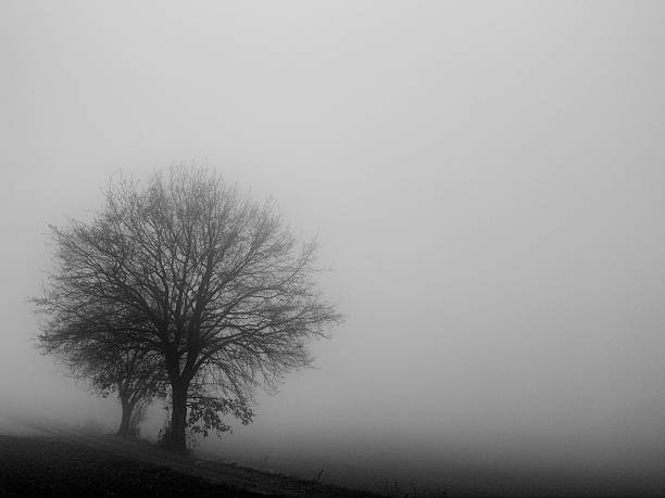 Winter mist stock photo
