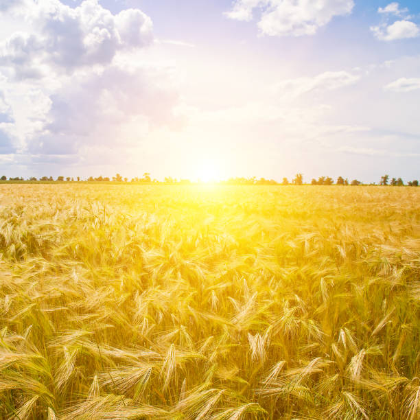 istock Field with ears of wheat and sun. 1605674517