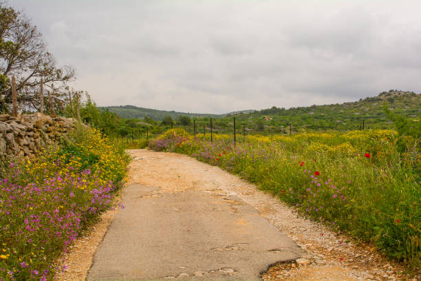 paisaje cerca de loziscz, isla de brac, croacia - poppy oriental poppy plant spring fotografías e imágenes de stock