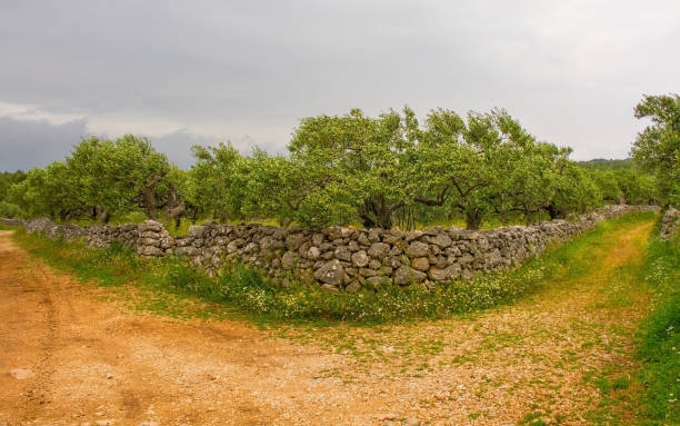 An olive grove in the spring landscape near Loziscz village on Brac Island in Croatia