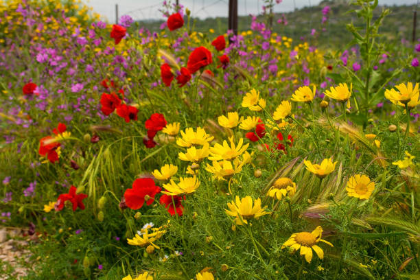 flores silvestres en la isla de brac, croacia - poppy oriental poppy plant spring fotografías e imágenes de stock