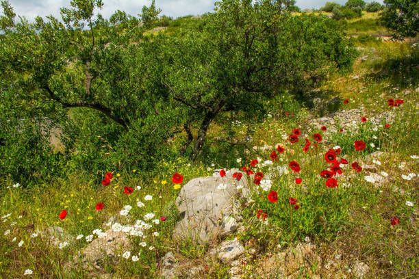 olivos y flores silvestres en brac, croacia - poppy oriental poppy plant spring fotografías e imágenes de stock