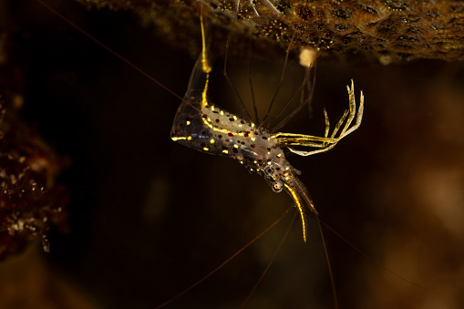 Urocaridella degravei is a new species, that was only recently described in March 2018 by Prakash and Baeza. \nDegrave's Cleaner Shrimp or Golden Cleaner Shrimp Urocaridella degravei occurs throughout the tropical Indo-West Pacific region in Singapore, Indonesia, Papua New Guinea and Japan, max. length 5.1 cm. \nThe species is easy to distinguish from similar shrimps based on coloration and pattern. Nearly all other Urocaridella are clear with red and white spots but Urocaridella degravei has red and yellow spots on its body. A yellow line runs along the abdomen of Degrave's Cleaner Shrimp and it splits into a Y shape on the tail, not visible on this photo, as we see the lateral surface only. \nAs the shrimp is mostly transparent, it is easy to see: This specimen is an ovigerous female. \nTriton Bay, Kaimana Regency, Indonesia, 3°54'2.358 S 134°6'18.81 E at 12m depth