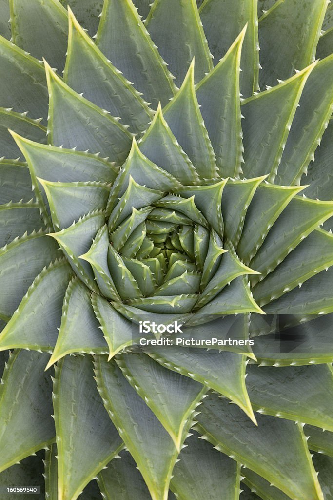 Aloë Vera plant Aloë Vera plant full frame Aloe Stock Photo