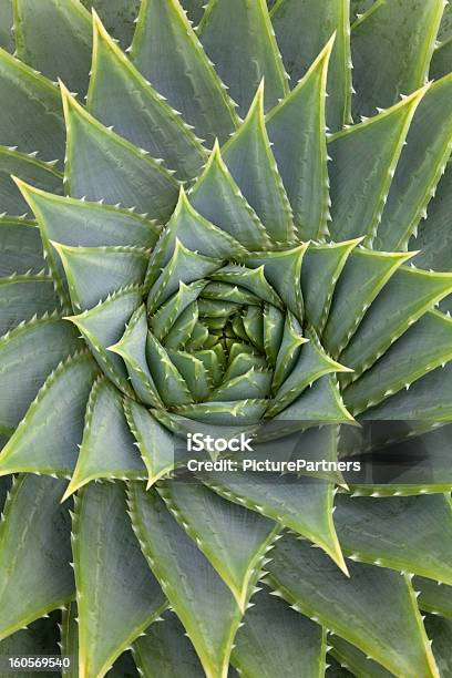 Aloë Vera Plant Stock Photo - Download Image Now - Aloe, Full Frame, Green Color