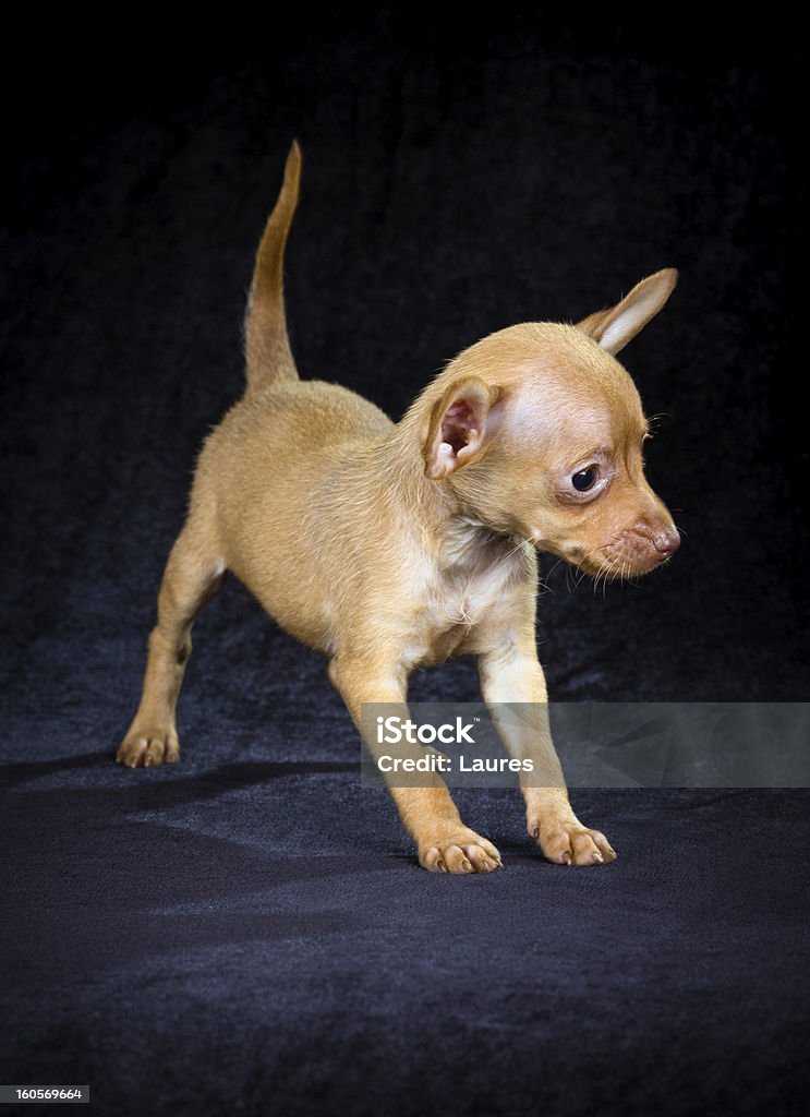 Welpen Russischer toy-terrier - Lizenzfrei Braun Stock-Foto