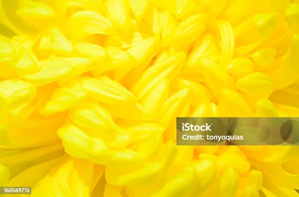 Flor Amarela - Fotografias de stock e mais imagens de Abstrato - Abstrato, Amarelo, Botânica - Ciência de plantas