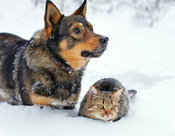 istock A dog & a cat trying to keep warm in the snow 160569796