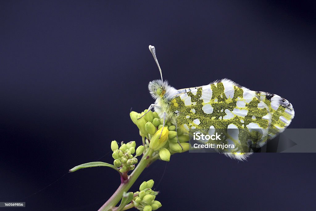 Euchloe ausonia - 로열티 프리 곤충 스톡 사진
