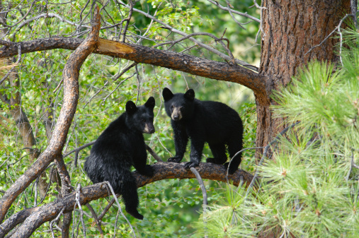 Two Black Bear Cubs Sitting on a Tree Branch up a Pine Tree.