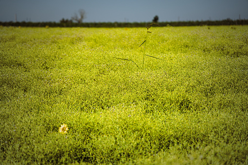 Sunflowers in the field (Ravenna, Italy)