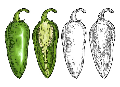 Whole and half green pepper jalapeno. Vintage engraving vector color illustration. Isolated on white background. Hand drawn design