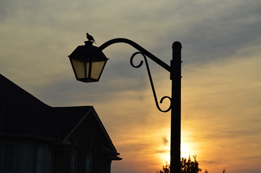 Dove bird enjoying sunset on a street lamp in a beautiful evening