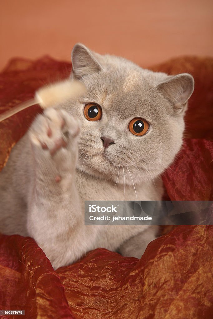 Silber Grau britische Katze in Rot Stoff spielt mit Spielzeug - Lizenzfrei Betrachtung Stock-Foto