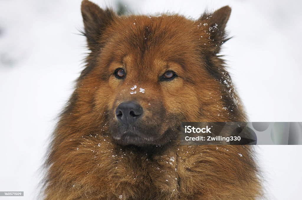 Hund portrait im winter - Lizenzfrei Blick in die Kamera Stock-Foto