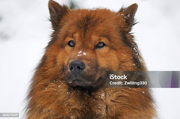 Perro Retrato De Invierno Foto de stock y más banco de imágenes de Abrigo - Abrigo, Aire libre, Animal