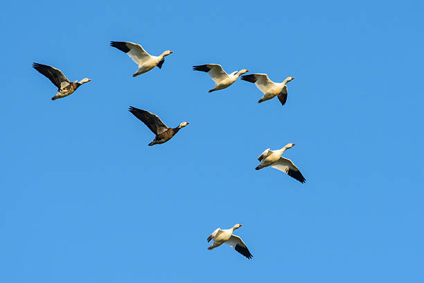 istock Small flock of geese flying 160571570
