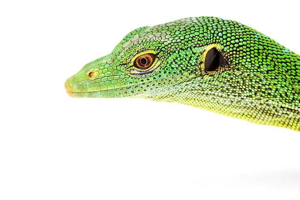 Close view of an iguana lizard spiked back.