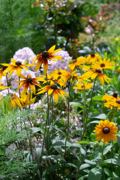 istock Yellow rudbeckia 1605717999