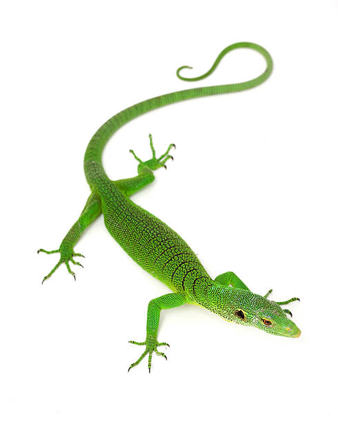 istock Green Tree Monitor Lizard 160571864