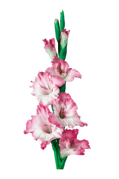 istock red gladiolus flower isolated on white background 1605719046